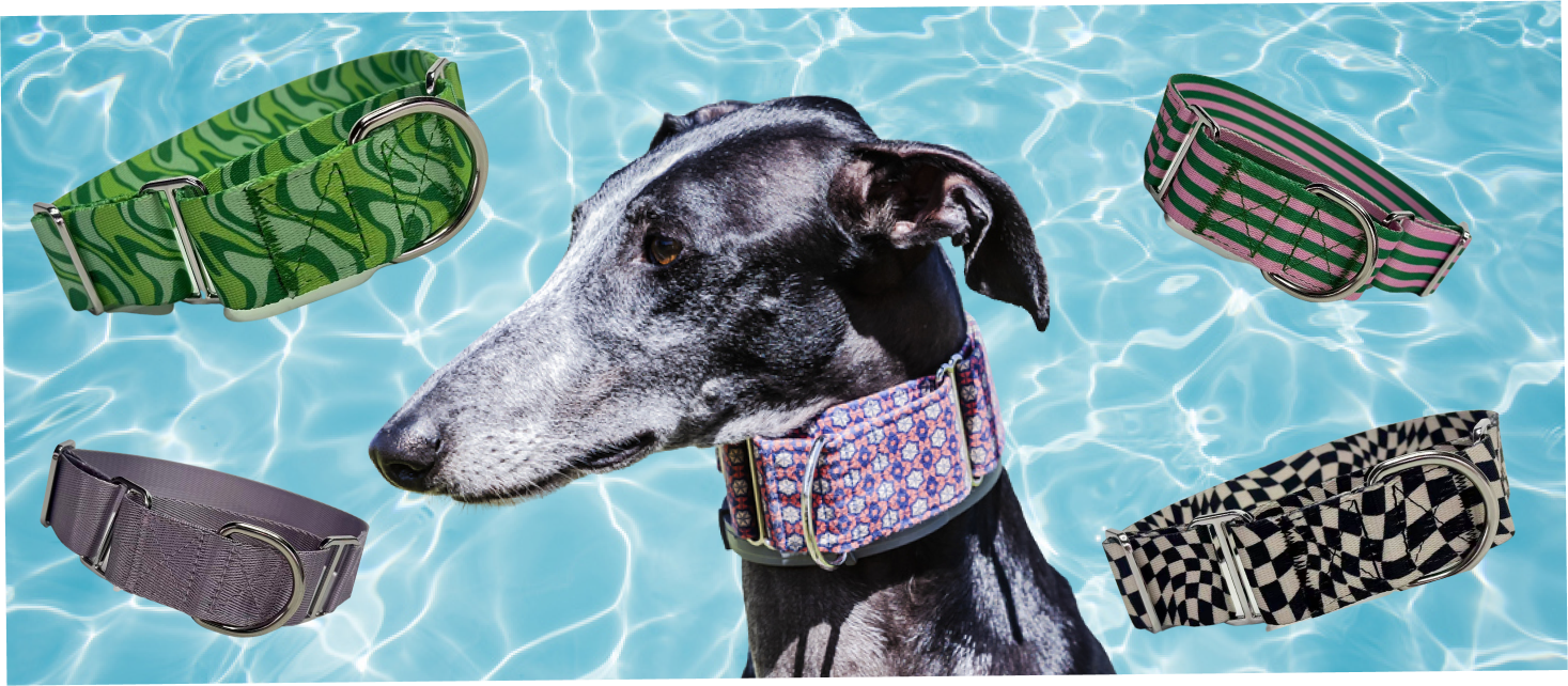Martingale collar greyhound sales australia