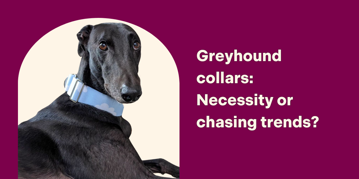 Do greyhounds need special collars? Pepper Grey