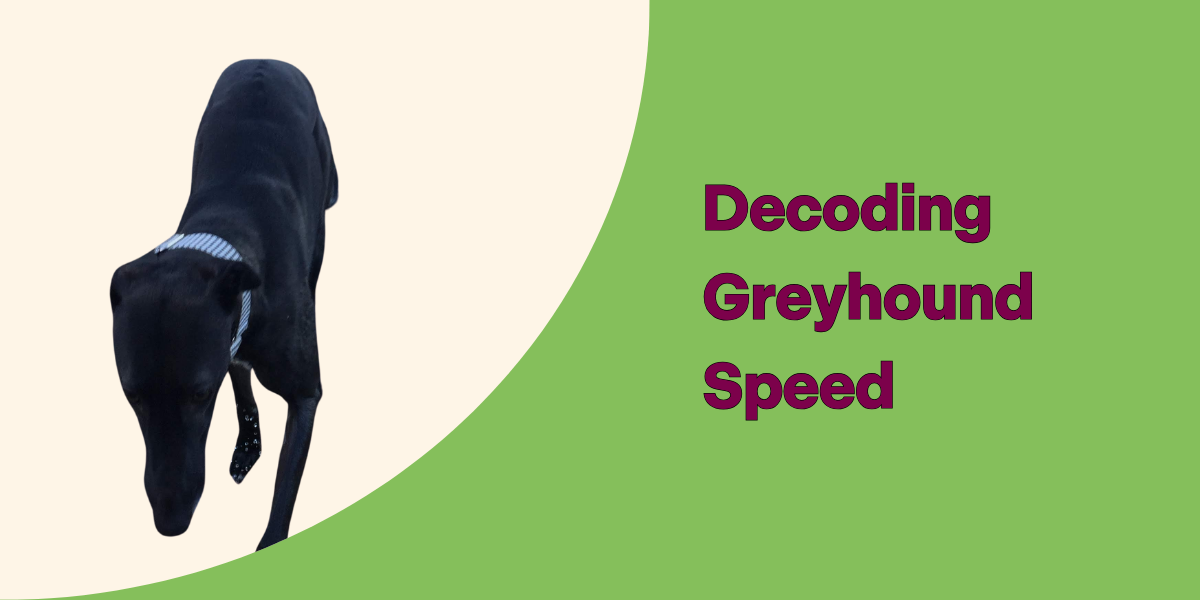 Why do greyhounds run so fast?? Pepper Grey