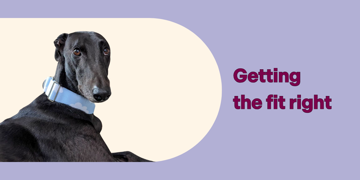 How tight should a martingale collar be? Pepper Grey