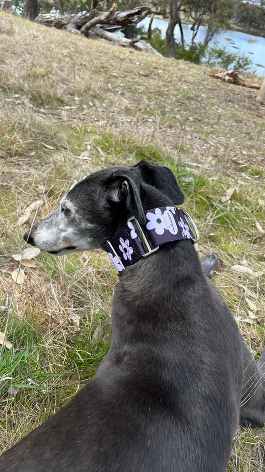 The Daisy Collar, black with white daisies greyhound martingale collar on Pepper