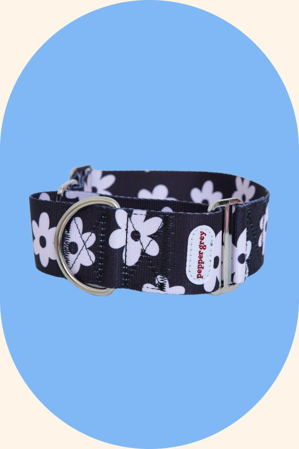 The Daisy Collar, black with white daisies greyhound martingale collar