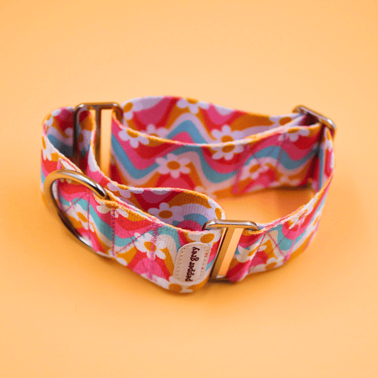 The Roxy Collar, rainbow wavy with daisies greyhound martingale collar