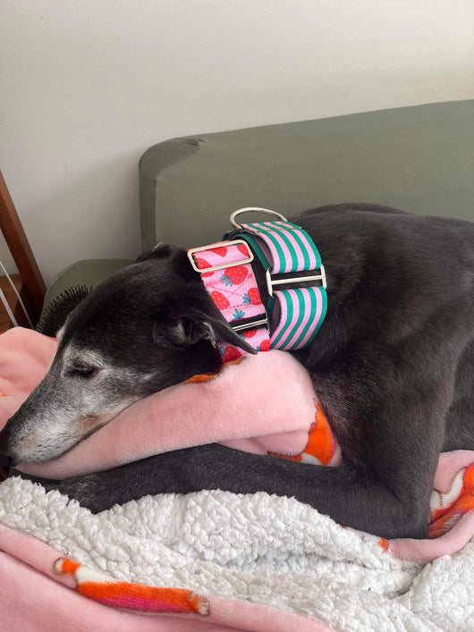 The Nika Collar, pink with strawberries greyhound martingale collar