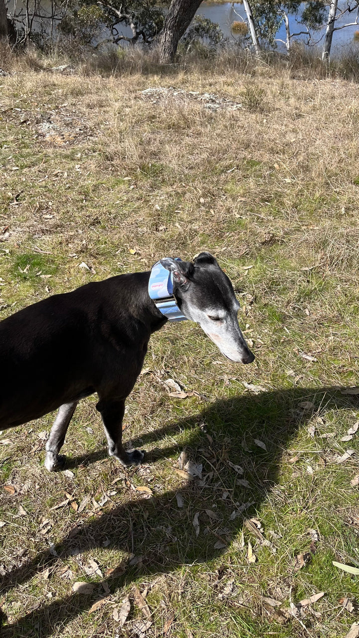 The Heemung Collar, sky blue greyhound martingale collar with clouds on  Pepper