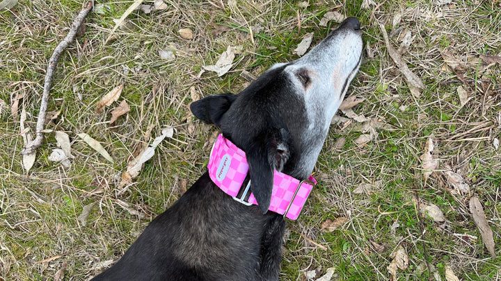 The Katie Collar, pink check greyhound martingale collar onn Pepper