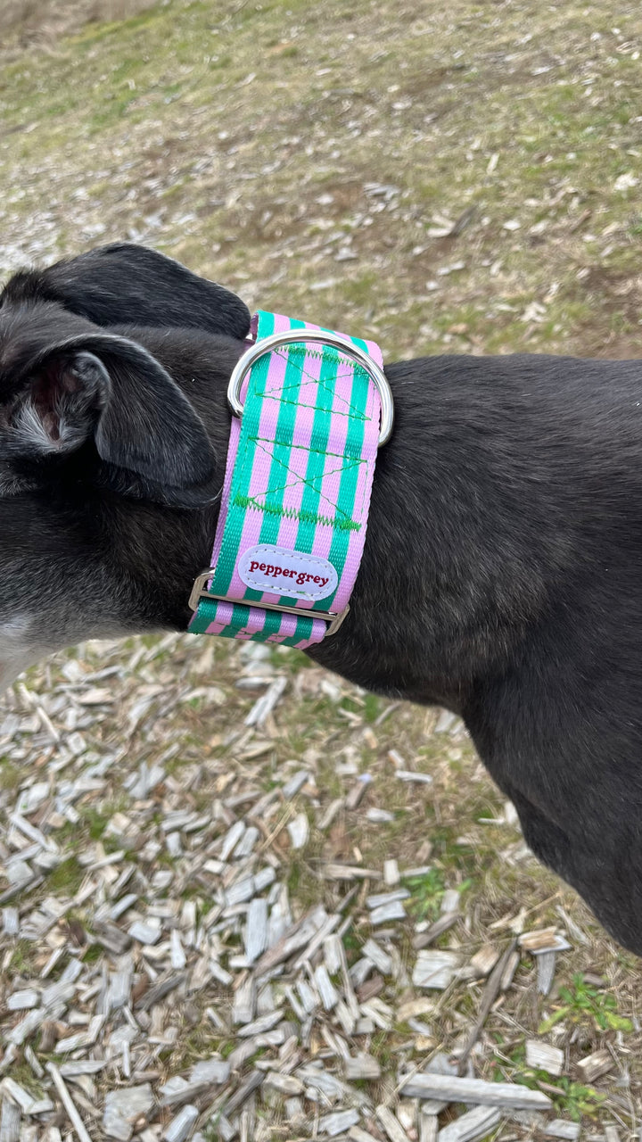 The Jupiter Collar, pink and green stripes greyhound martingale collar on Pepper