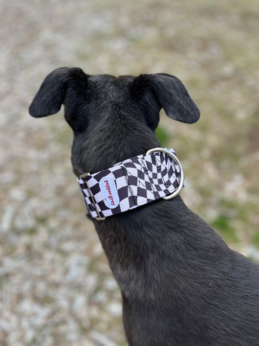 The Dom Collar, black & white wavy checker greyhound martingale collar on Pepper