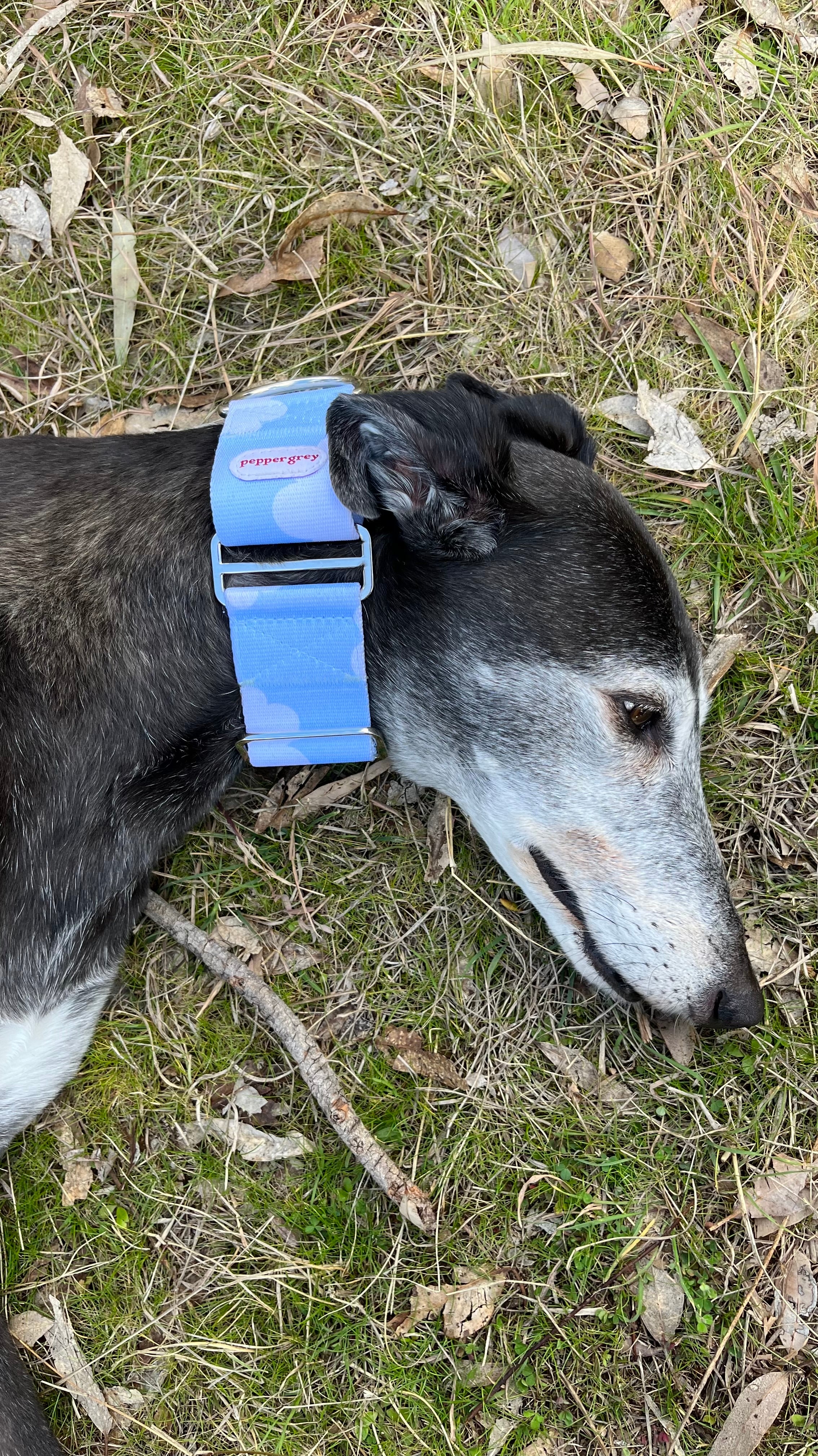 Martingale collar best sale greyhound australia