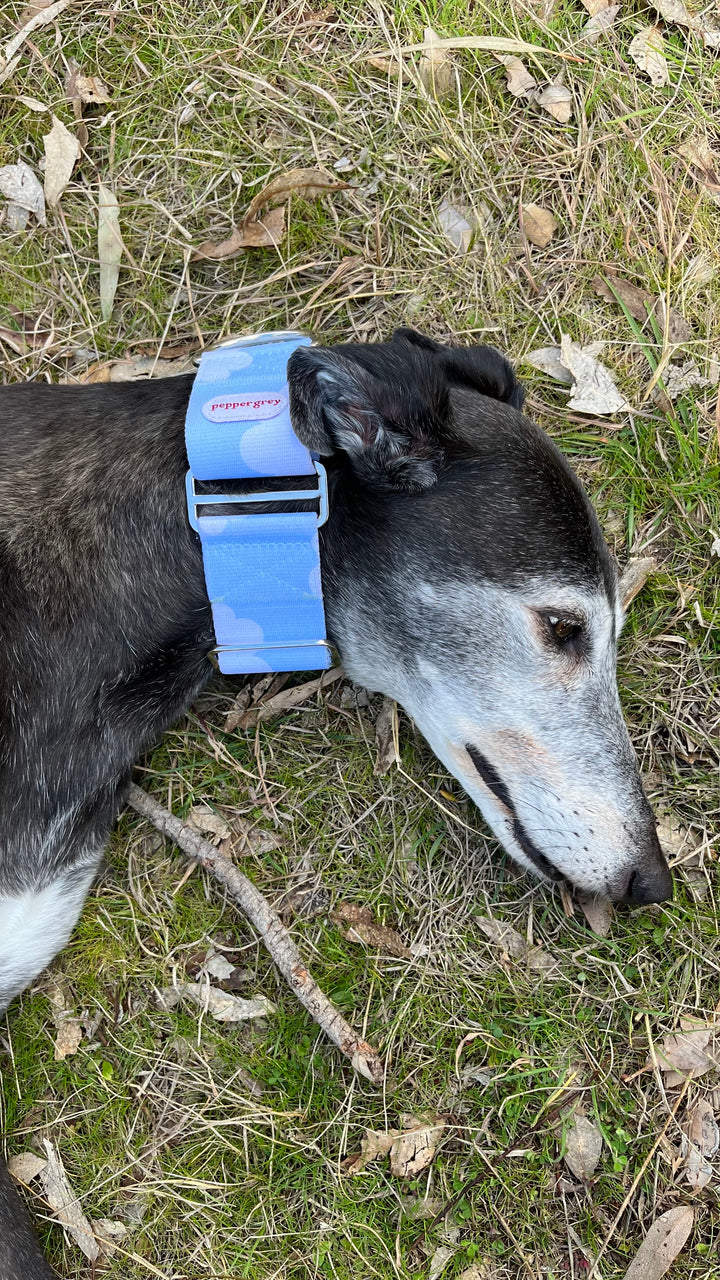 The Heemung Collar, sky blue greyhound martingale collar with clouds on Pepper