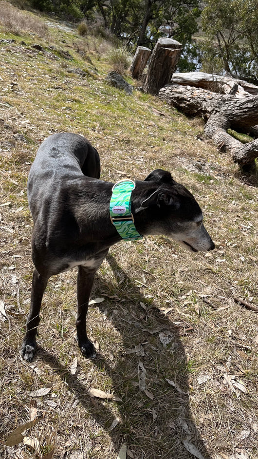 The Suki Collar, green wavy retro greyhound martingale collar on Pepper