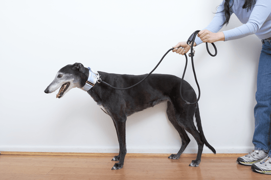 Greyt Multi-function Rope Leash 2m, black greyhound leash