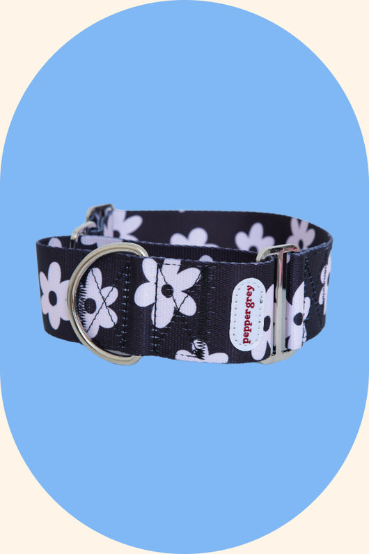 The Daisy Greyhound Martingale Collar Pepper Grey