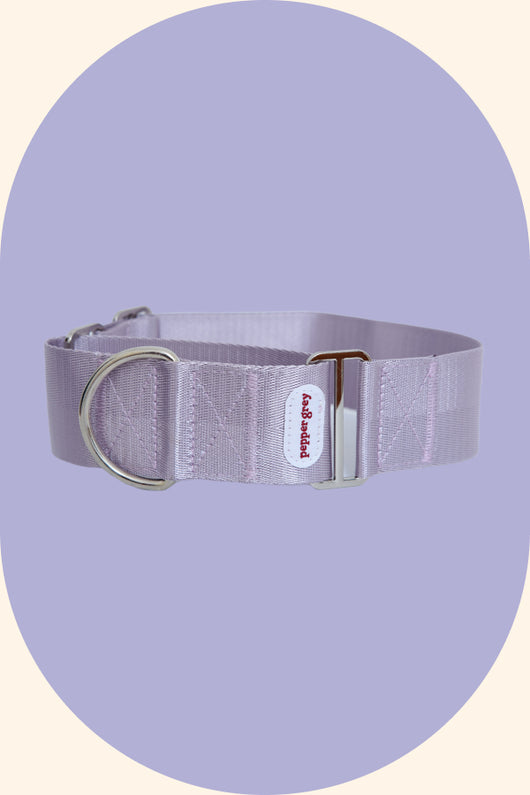 The Lilac Collar, classic lilac greyhound martingale collar